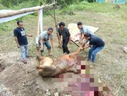 PT Timah Salurkan Bantuan Sapi Qurban untuk PJS Babel, Pererat Silaturahmi dengan Insan Pers