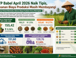 Babel Catat NTP Naik di April 2026