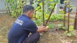 Mentimun Giok Jadi Komoditas Baru Pembinaan Kemandirian Lapas Pangkalpinang