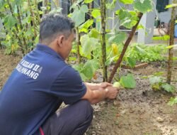 Mentimun Giok Jadi Komoditas Baru Pembinaan Kemandirian Lapas Pangkalpinang