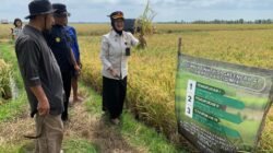 Kompos Lapas Pangkalpinang Terbukti Berkualitas, Dongkrak Hasil Panen Padi Desa Rias