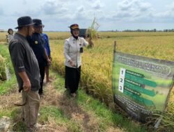 Kompos Lapas Pangkalpinang Terbukti Berkualitas, Dongkrak Hasil Panen Padi Desa Rias
