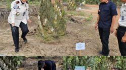 Kompos Lapas Pangkalpinang Uji Kualitas di Kebun Sawit Binaan Lapas Tanjungpandan