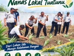 Lapas Pangkalpinang Produktifkan Lahan Idle Lewat Penanaman Nanas Lokal Tuatunu