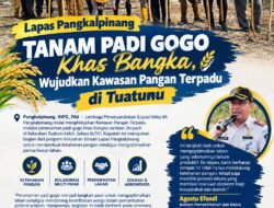 Lapas Pangkalpinang Tanam Padi Gogo Khas Bangka, Wujudkan Kawasan Pangan Terpadu di Tuatunu