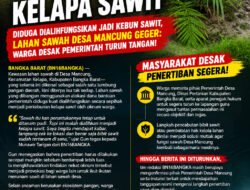 NANAM PADI BERBUAH KELAPA SAWIT